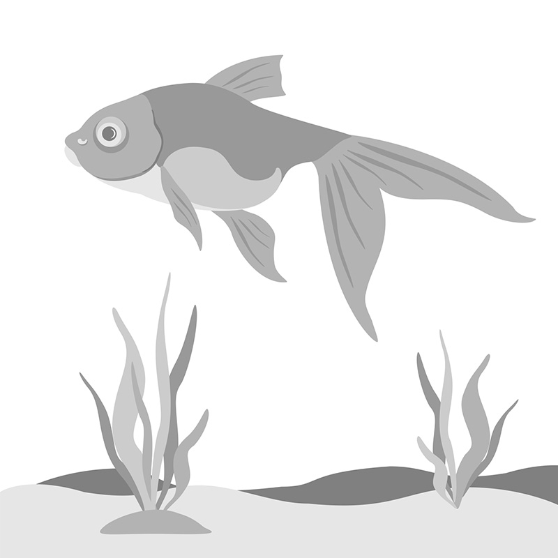 Goldfish illustration depicted in high key value range.